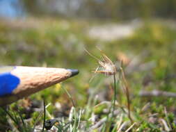 Image of Rytidosperma diemenicum (D. I. Morris) A. M. Humphreys & H. P. Linder