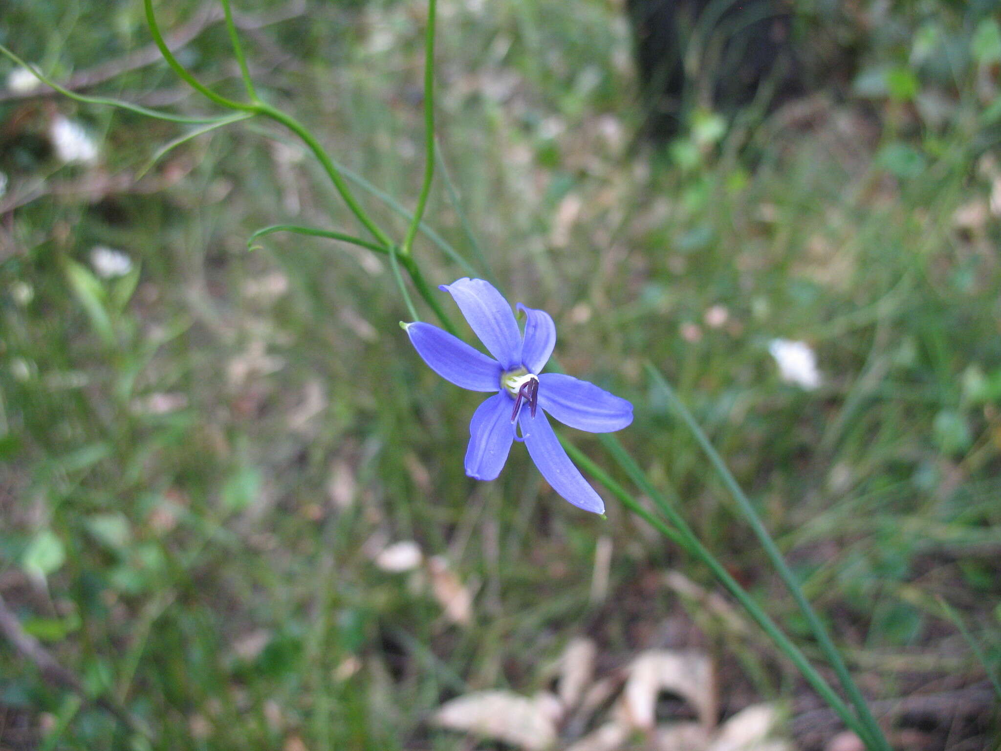 Image of Agrostocrinum scabrum (R. Br.) Baill.