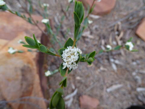 Image of Pimelea petrophila F. Müll.