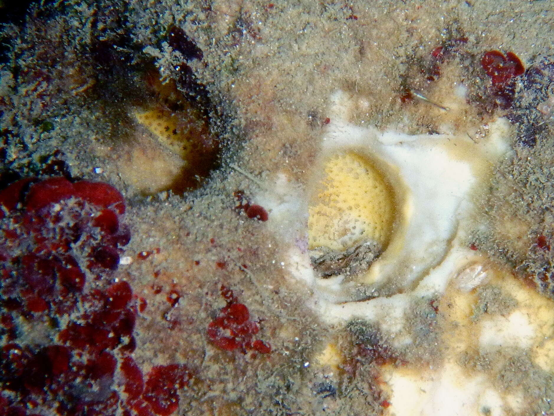 Image of giant sponge