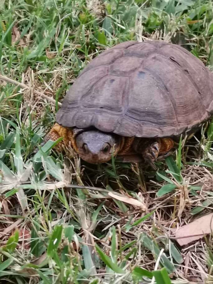 Image of African Dwarf Mud Turtle