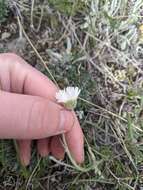 Image of buff fleabane