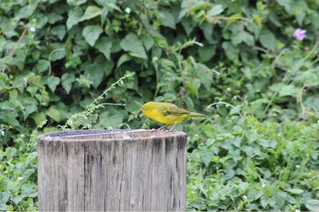 Image of African Golden Weaver