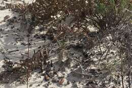 Image of Ben Lomond wallflower