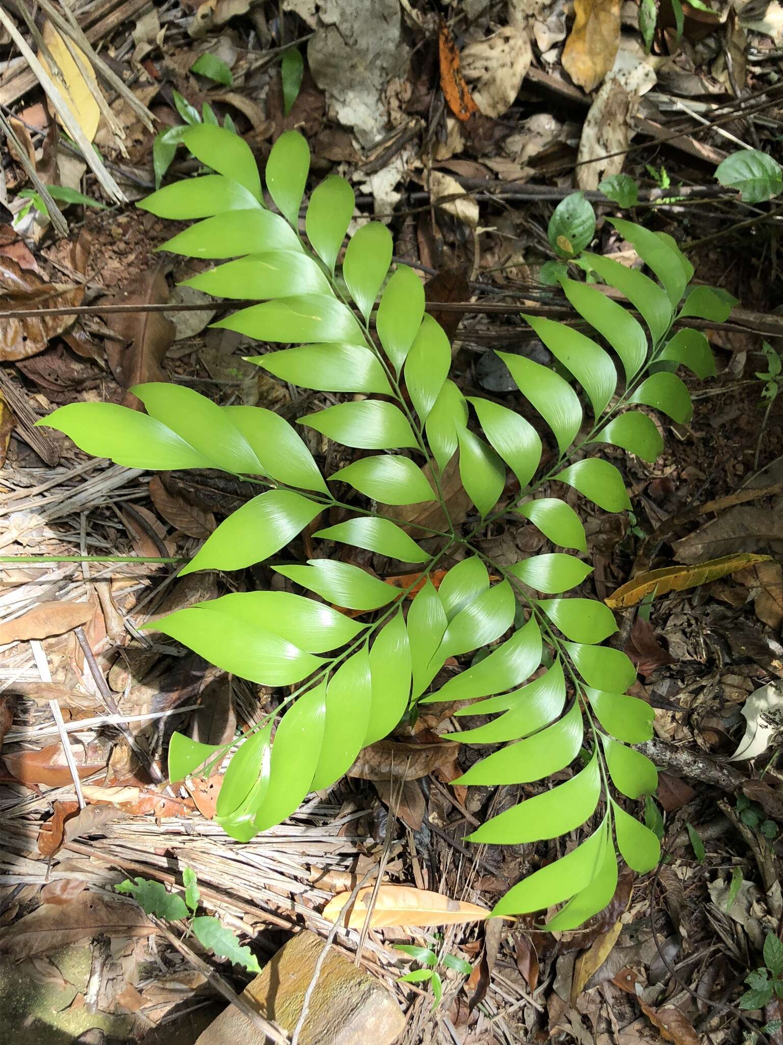 Image de Bowenia