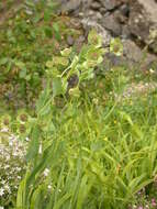 Bupleurum angulosum L. resmi