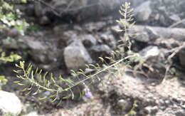 Image of western tansymustard