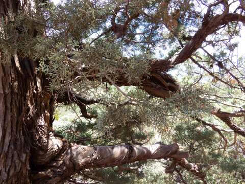 Image de Cupressus arizonica var. glabra (Sudw.) Little