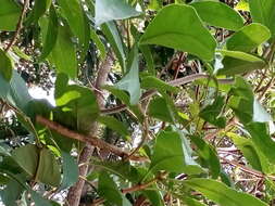 Image of Malayan Ringneck