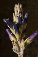 Image of Puya coerulea var. coerulea