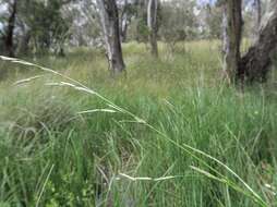 Imagem de Glyceria australis C. E. Hubb.