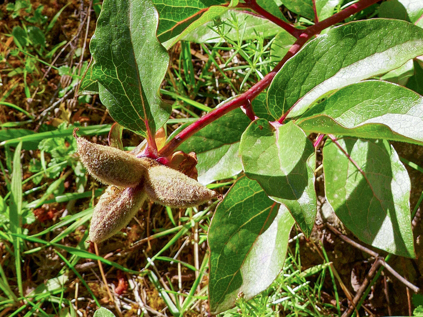 Image of Paeonia coriacea Boiss.