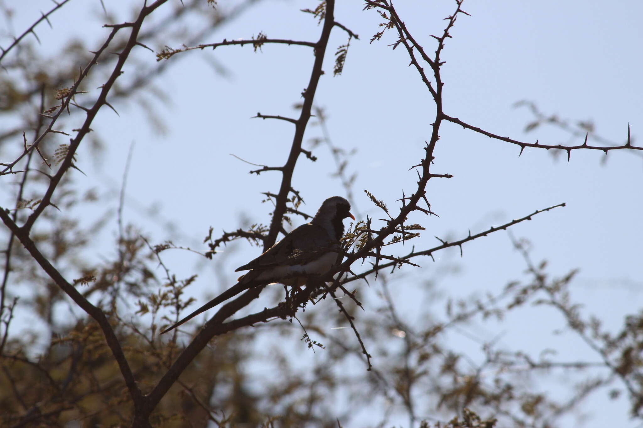 Image of Oena capensis capensis (Linnaeus 1766)