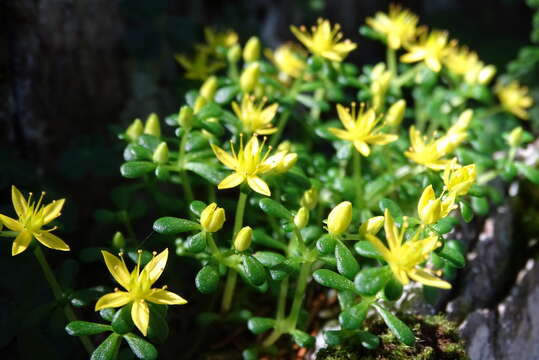 Image of Sedum morrisonense Hayata