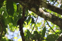 Image of Baird's Trogon