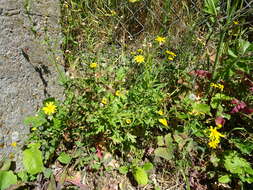 Image of oxford ragwort