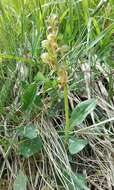 Plancia ëd Dactylorhiza viridis (L.) R. M. Bateman, Pridgeon & M. W. Chase