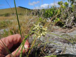 Image of Asclepias praemorsa Schltr.