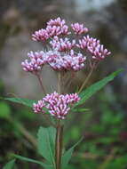 Sivun Eupatorium lindleyanum DC. kuva