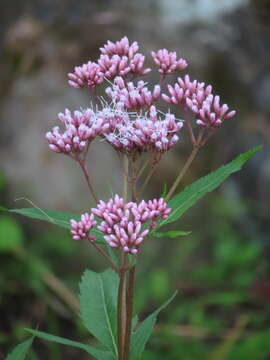 Image of Eupatorium lindleyanum DC.