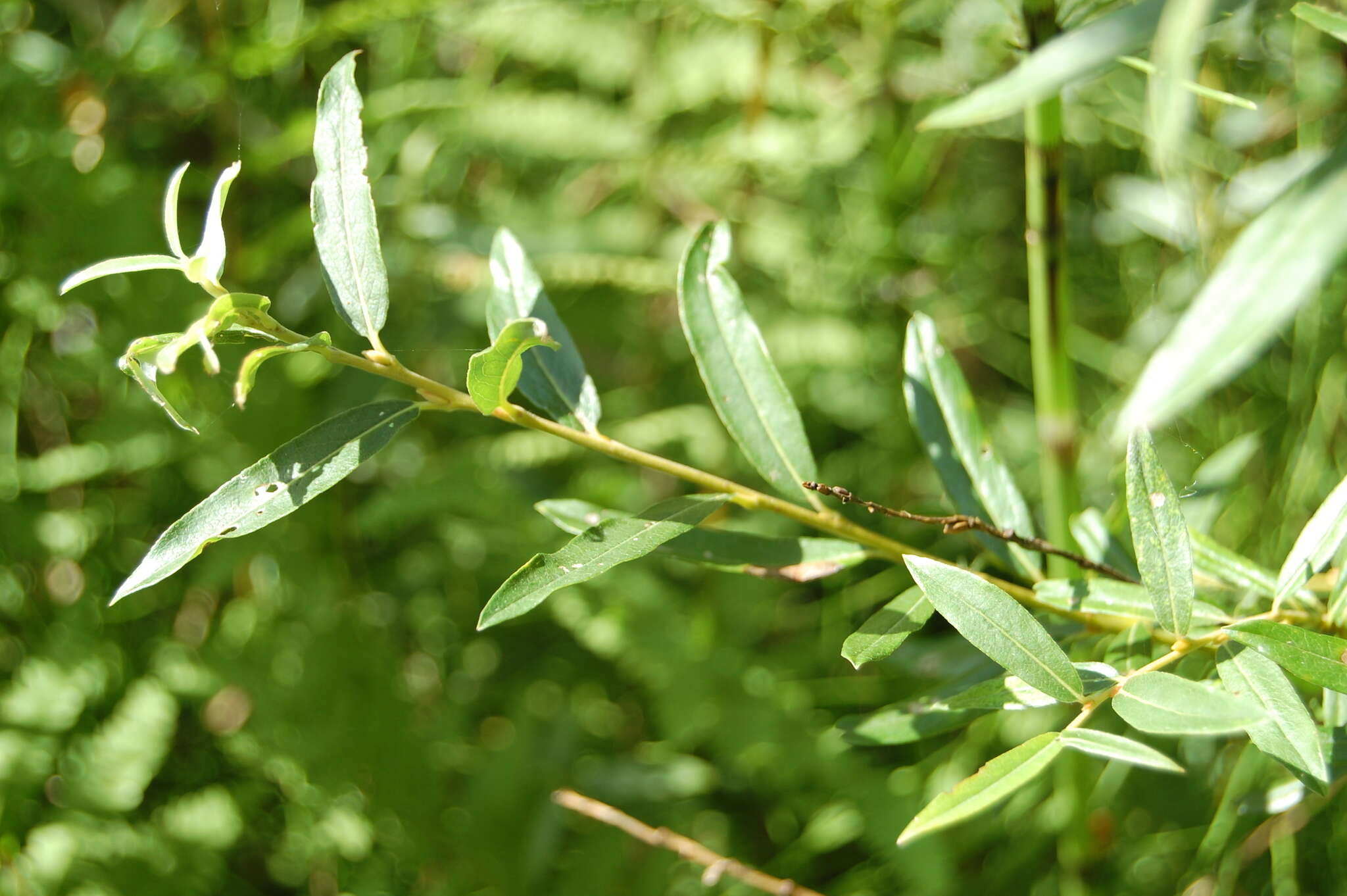 Imagem de Salix rosmarinifolia L.