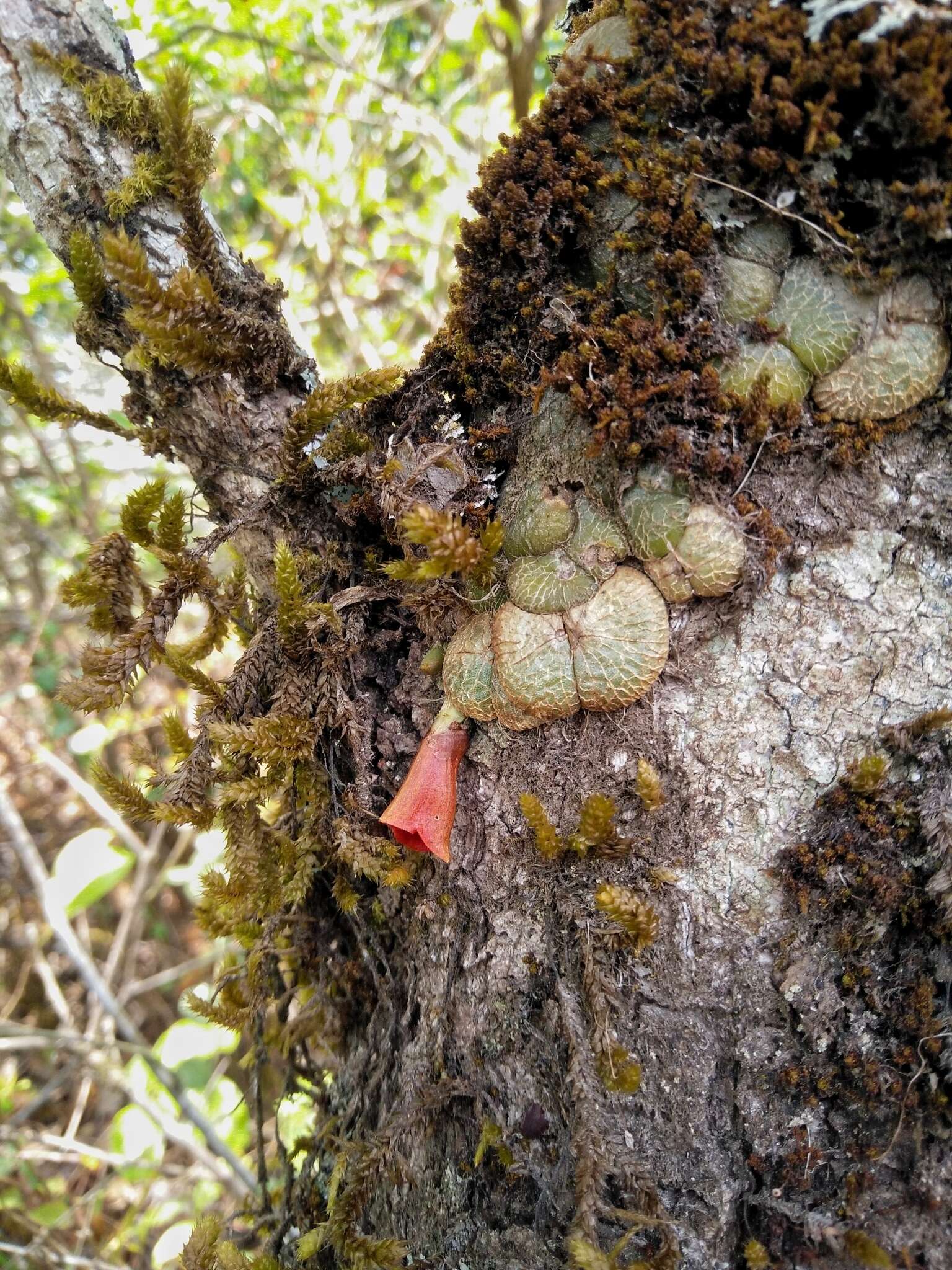 Image of Porpax reticulata Lindl.