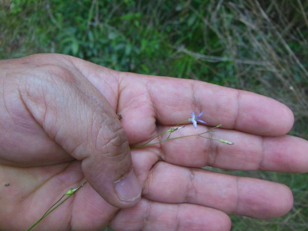 Lobelia longicaulis Brandegee resmi