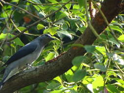 Image of Black-winged Cuckooshrike