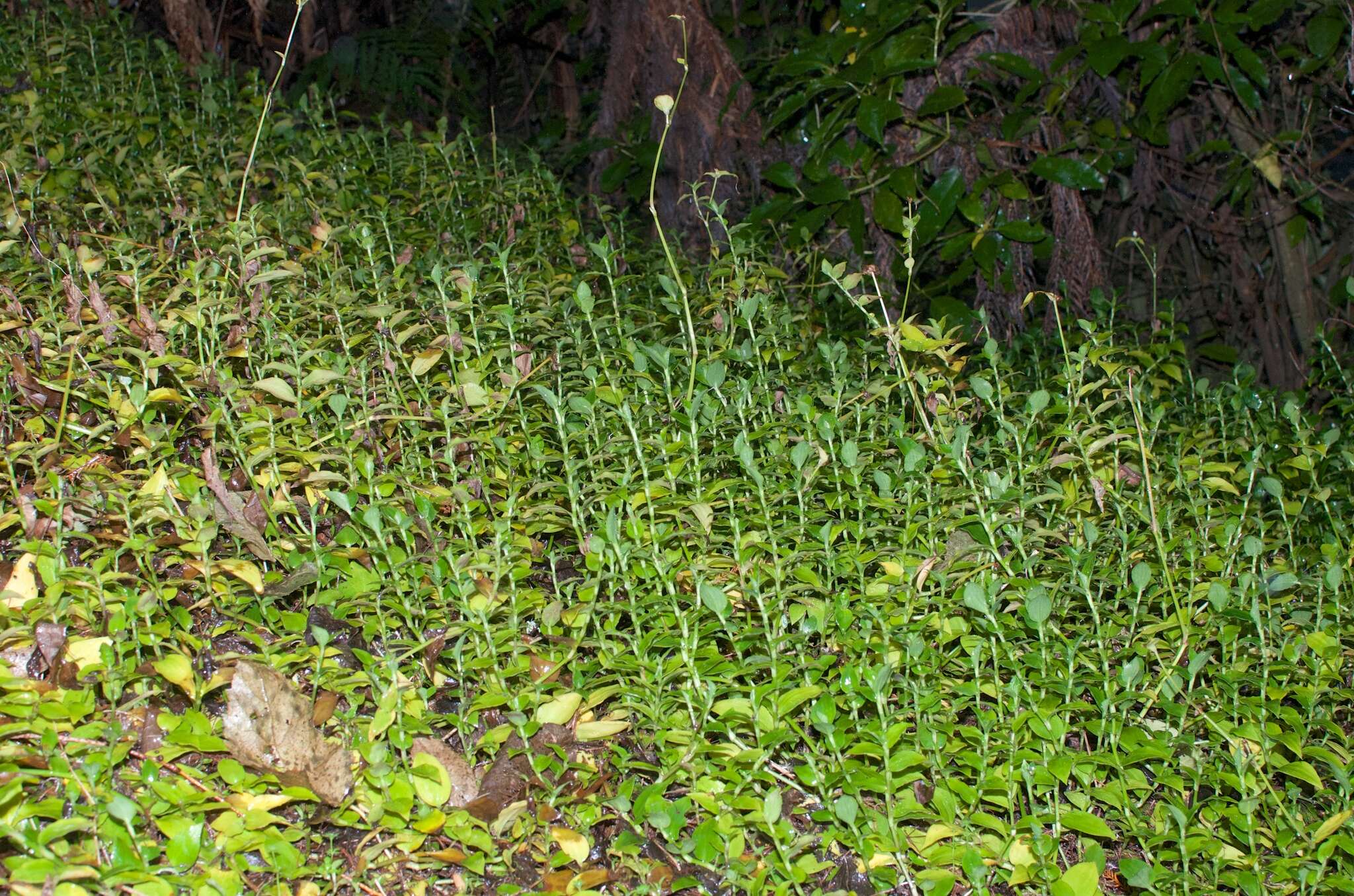 Image of small-leaf spiderwort