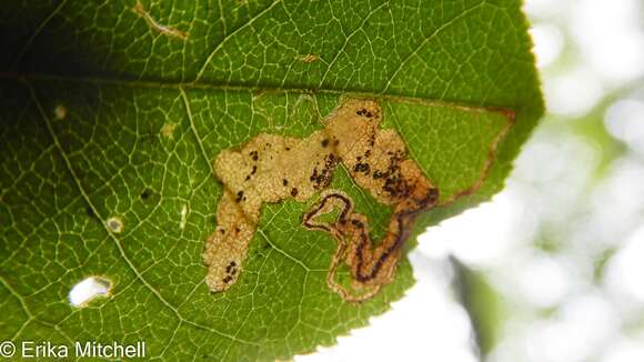 Image of Stigmella slingerlandella (Kearfott 1908) Wilkinson et al. 1979