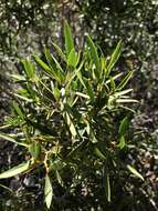 Image of Colliguaja salicifolia Gillies & Hook.