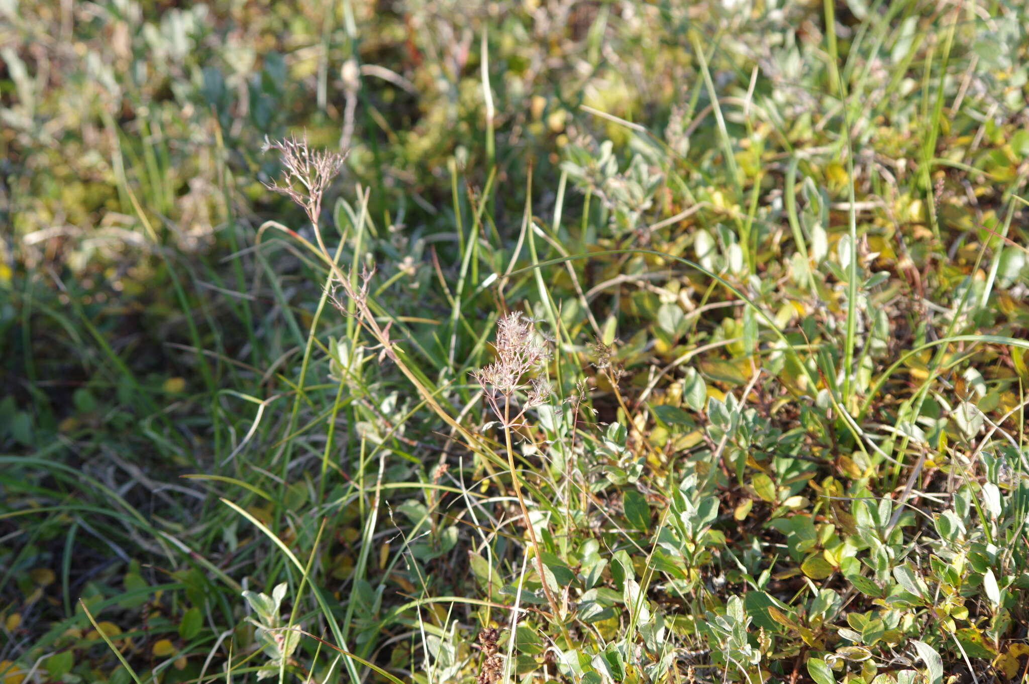 Image of Clustered Valerian