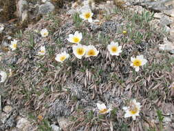 Image of eightpetal mountain-avens