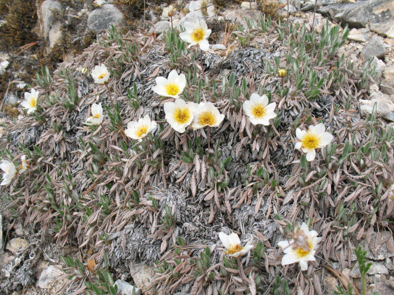 Imagem de Dryas octopetala subsp. punctata (Juz.) Hult.