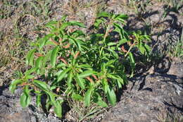 Image of Acalypha communis Müll. Arg.