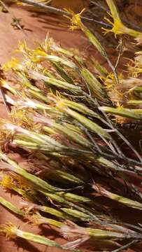 Image of Ericameria nauseosa var. speciosa (Nutt.) G. L. Nesom & G. I. Baird