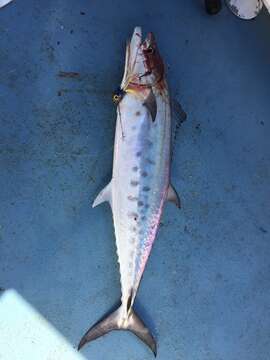 Image of Australian Spotted Mackerel