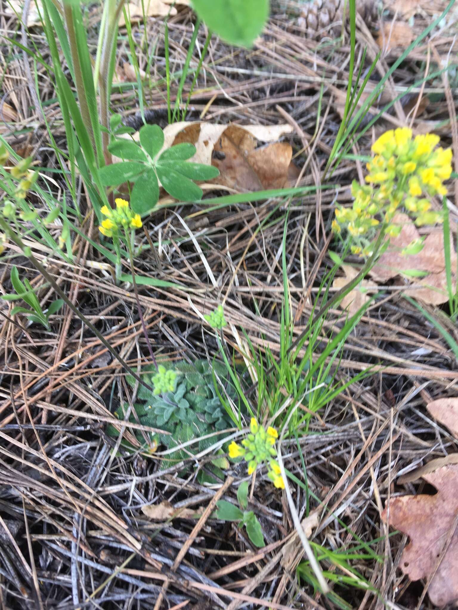 Image of rough draba