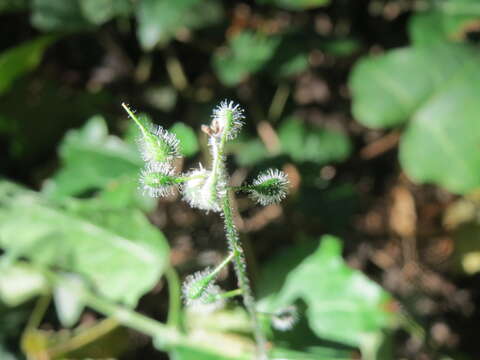 Image of broadleaf enchanter's nightshade