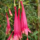 Plancia ëd Fuchsia steyermarkii P. E. Berry