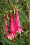 Imagem de Fuchsia steyermarkii P. E. Berry