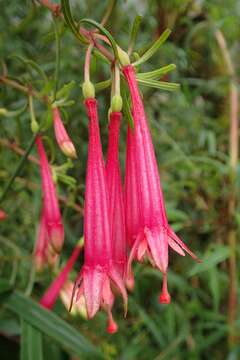 Image of Fuchsia steyermarkii P. E. Berry