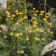 Image of Xerochrysum bracteatum (Vent.) Tzvelev