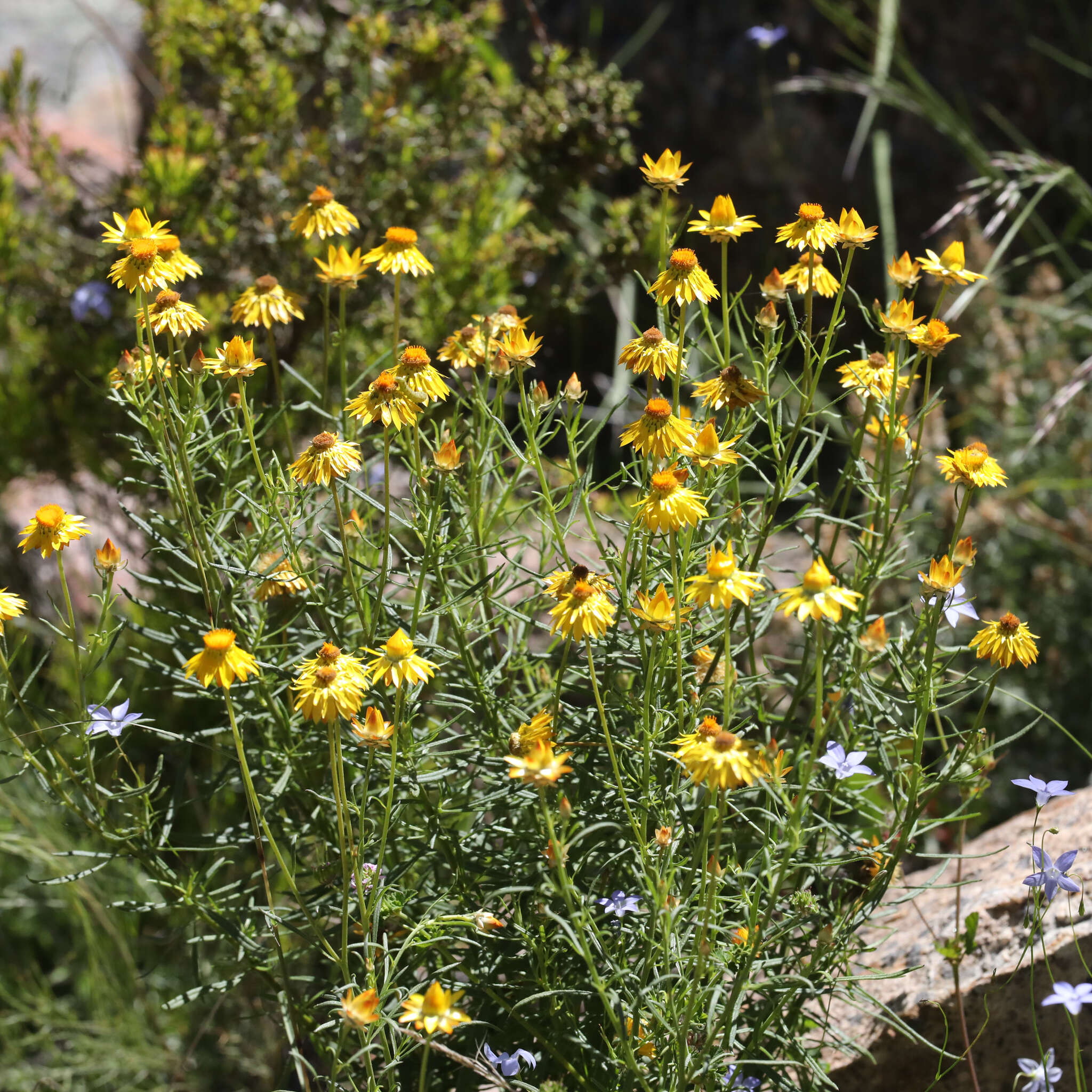 Plancia ëd Xerochrysum bracteatum (Vent.) Tzvelev