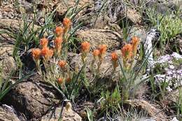 Image of short-lobe Indian paintbrush