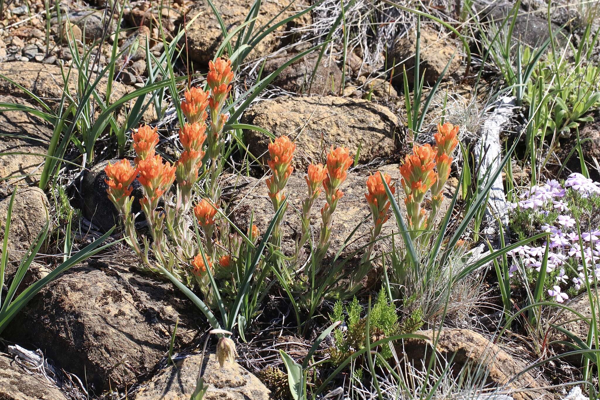 Image of short-lobe Indian paintbrush