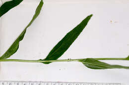 Image of Betony-leaved Rampion