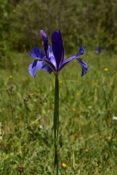 Image of Spanish iris