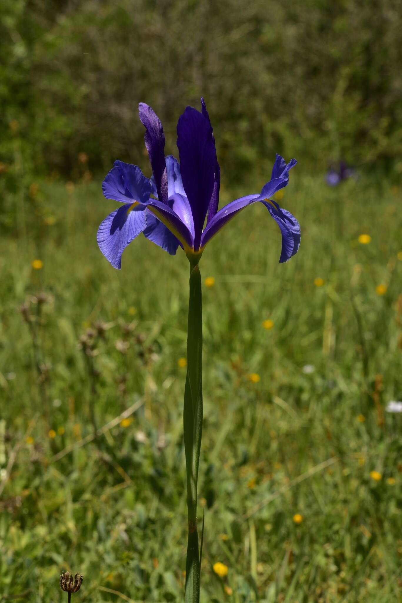 Image of Spanish iris