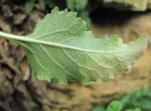 Image of Campanula sarmatica Ker Gawl.